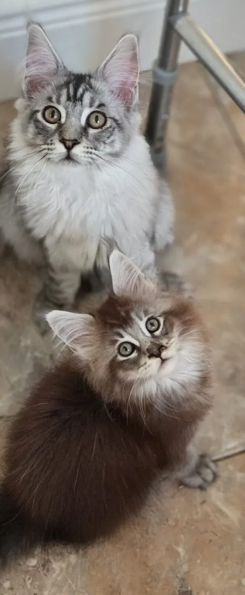 Maine Coon Kittens - Image 1