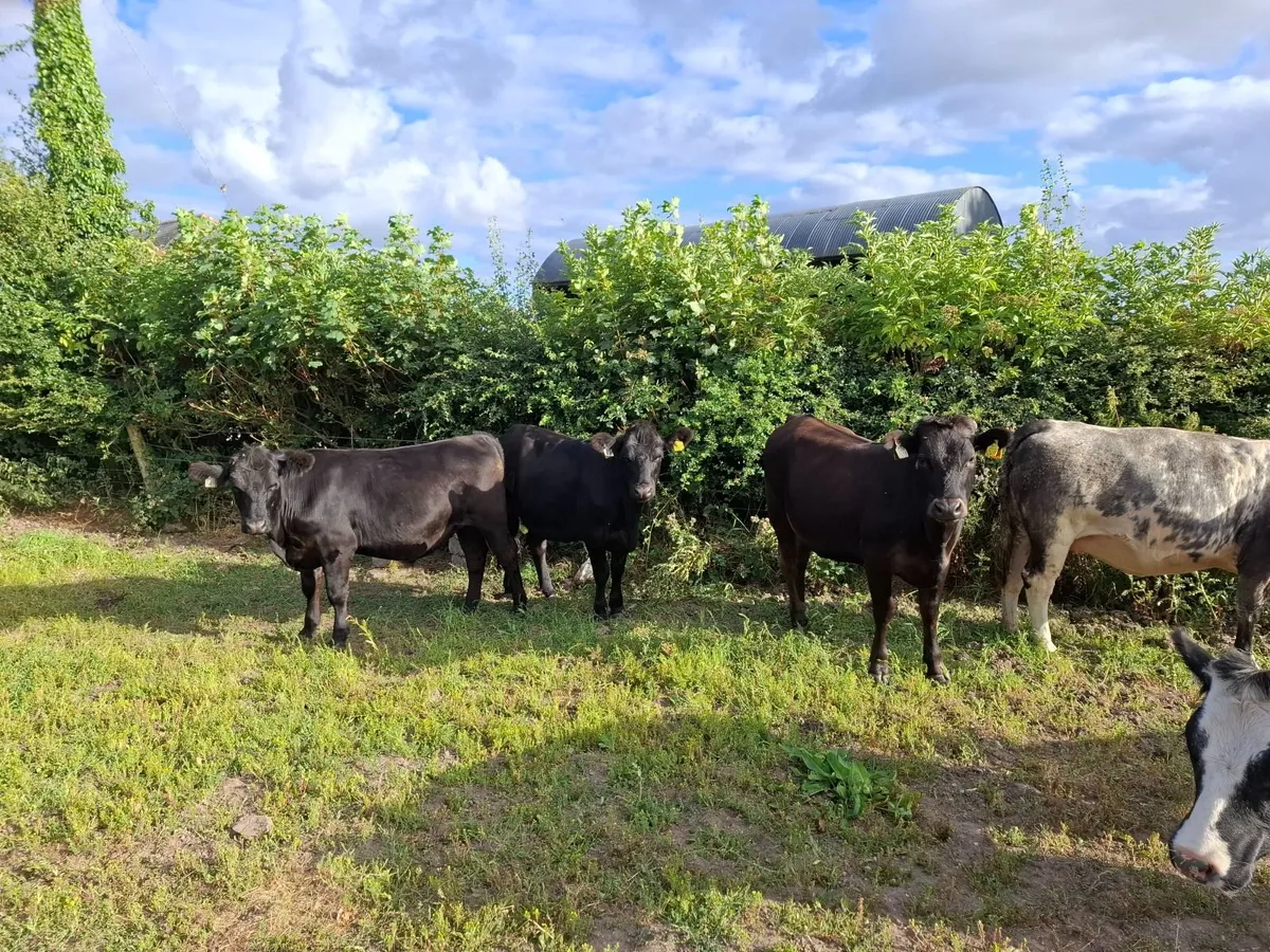 Cattle - Image 2