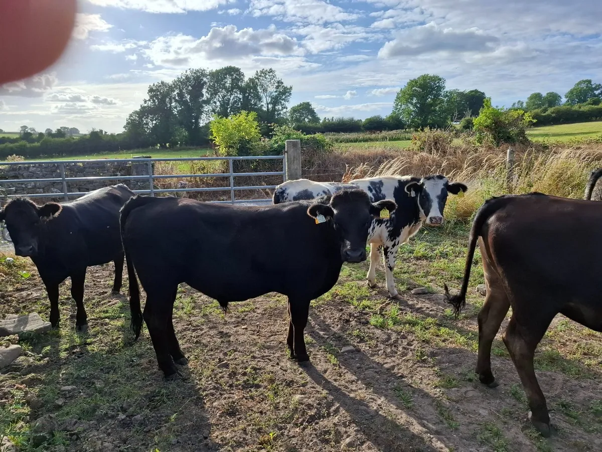 Cattle - Image 3