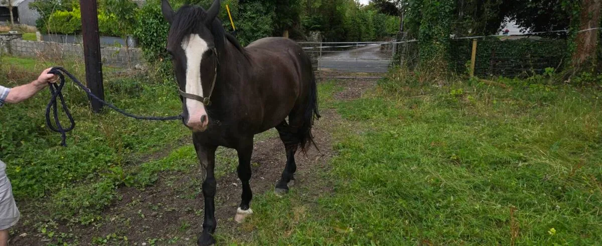17.1 Irish draught horse - Image 3