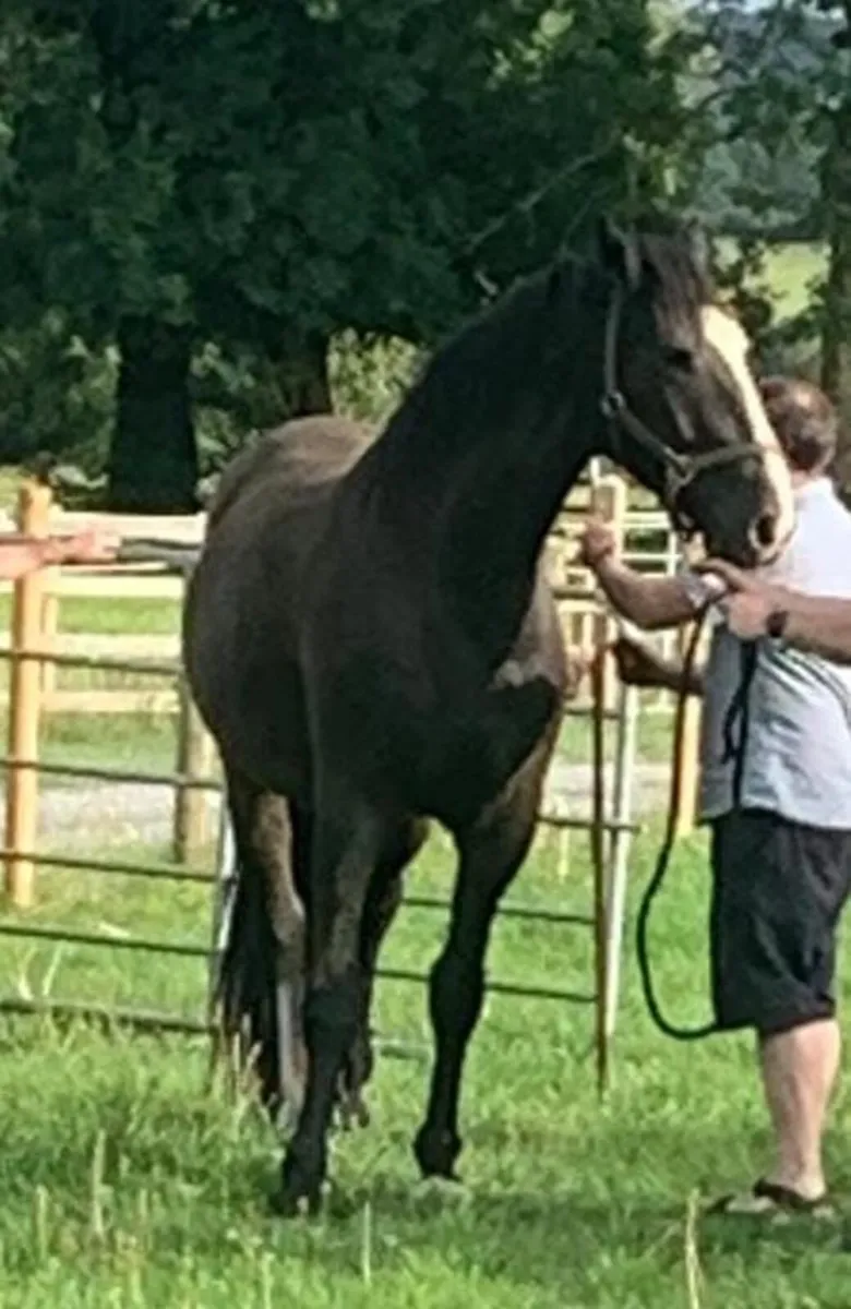17.1 Irish draught horse - Image 2
