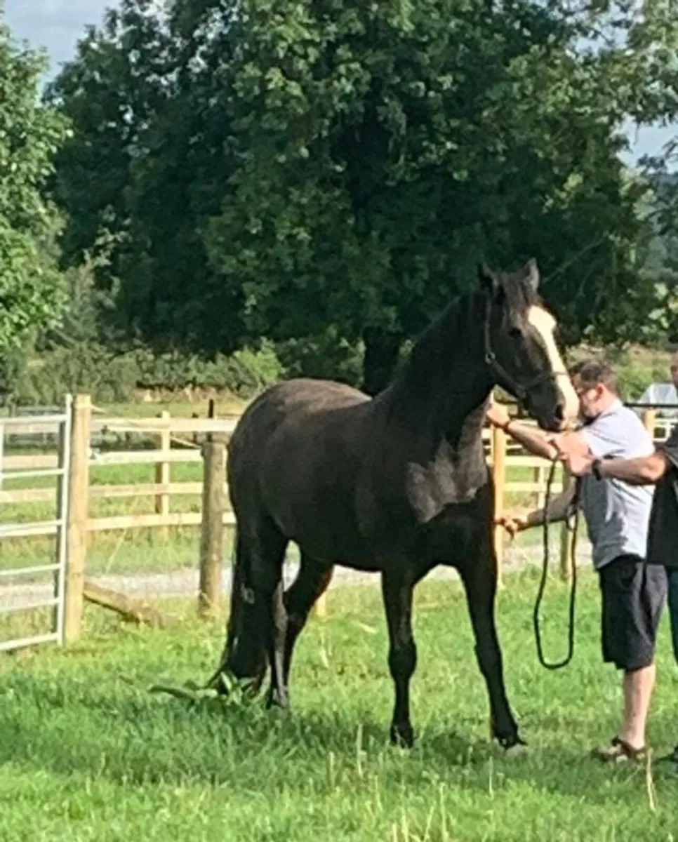 17.1 Irish draught horse - Image 4
