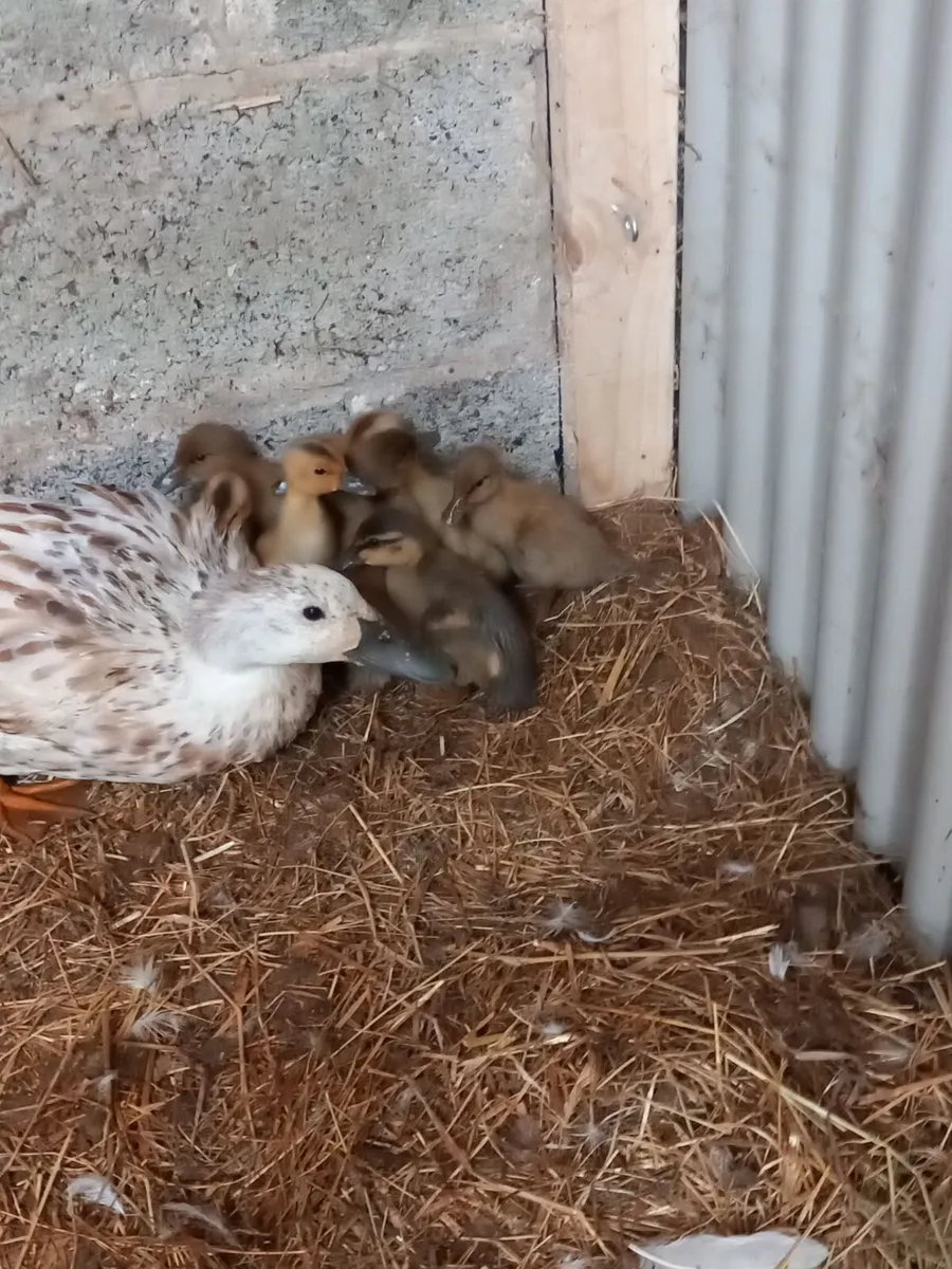 Ducks & Ducklings - Image 1