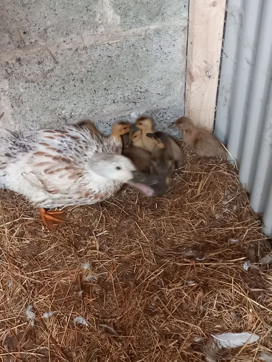 Ducks & Ducklings - Image 2