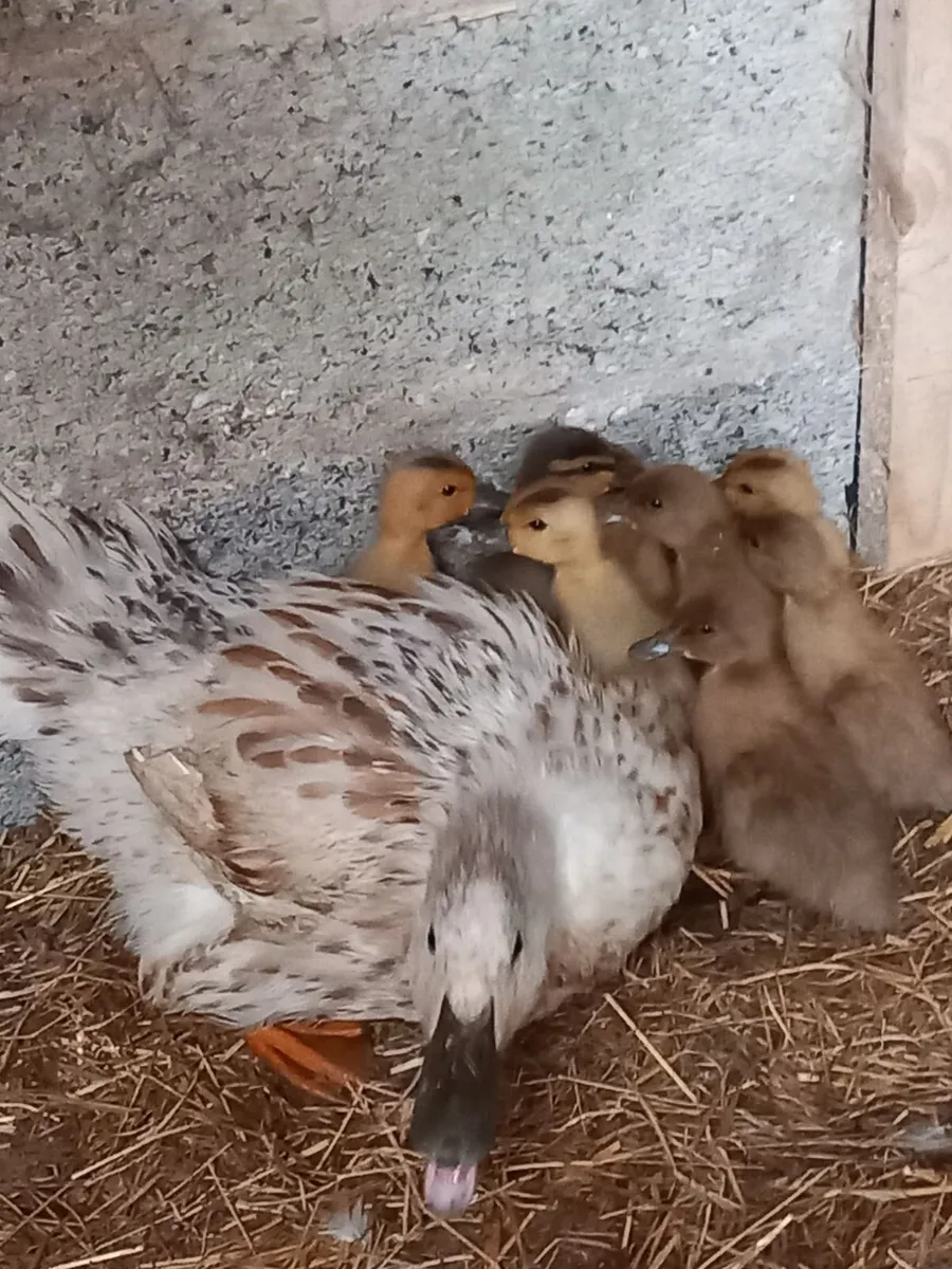 Ducks & Ducklings - Image 3