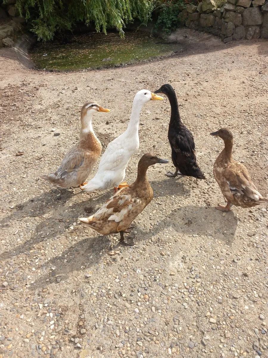 Ducks & Ducklings - Image 4