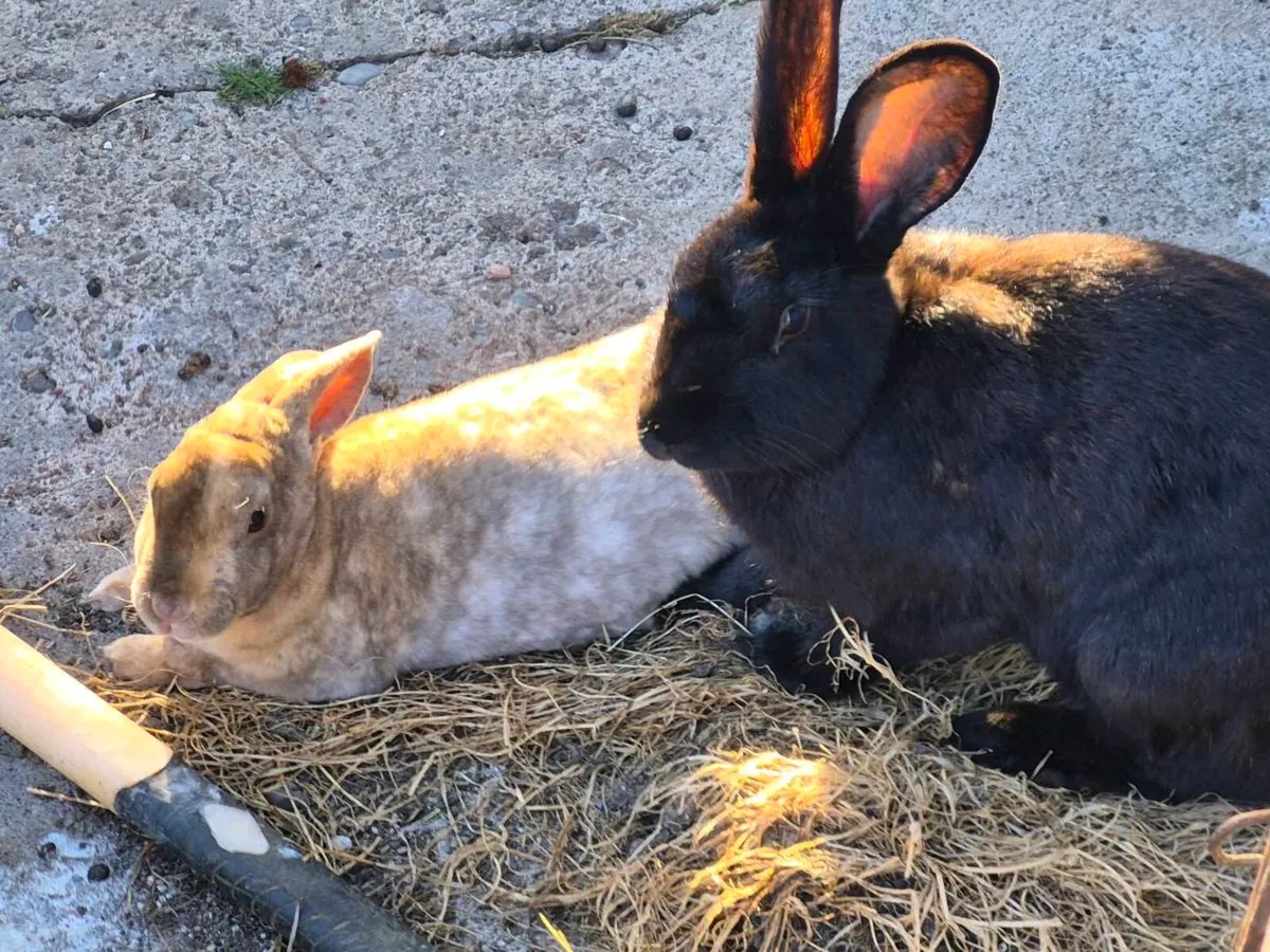 Baby rabbits - Image 3