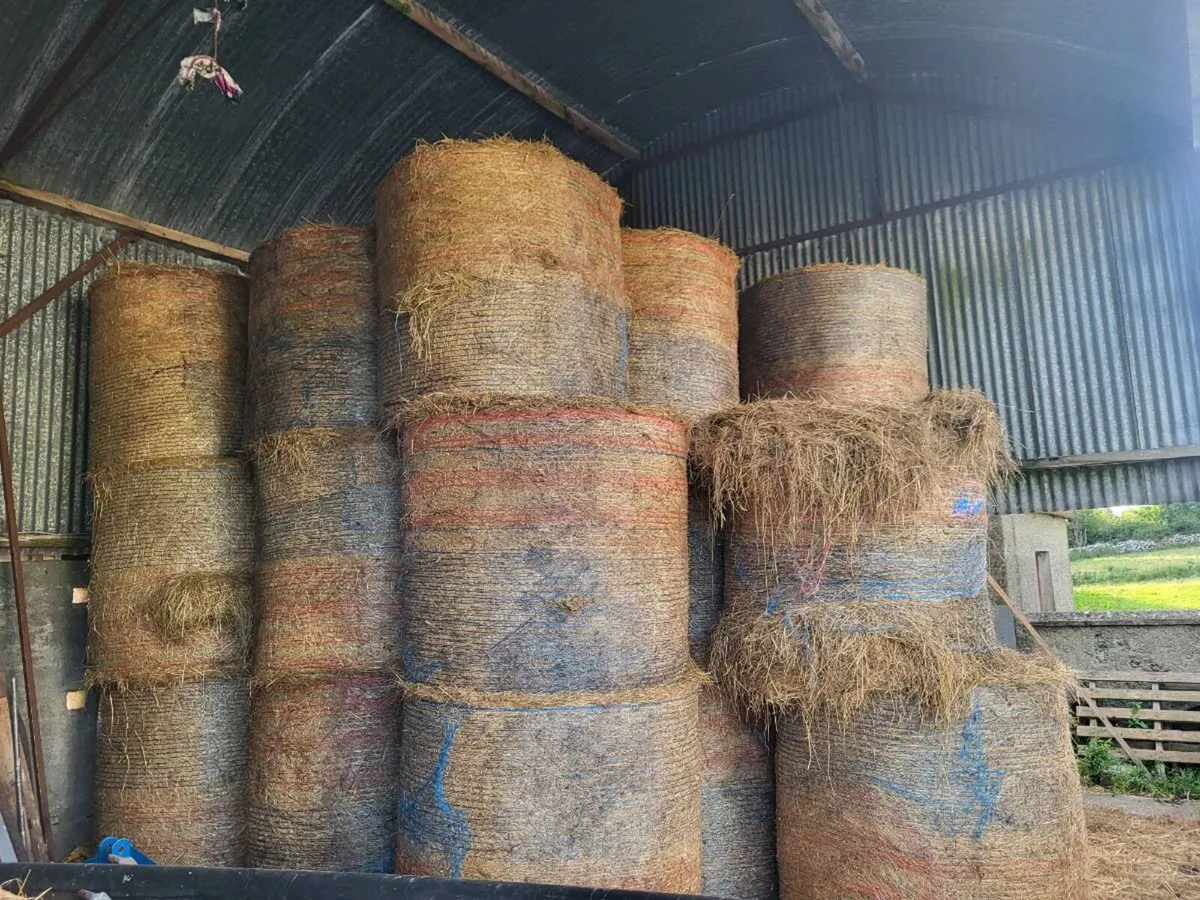 June Hay - Athlone Area - Image 3