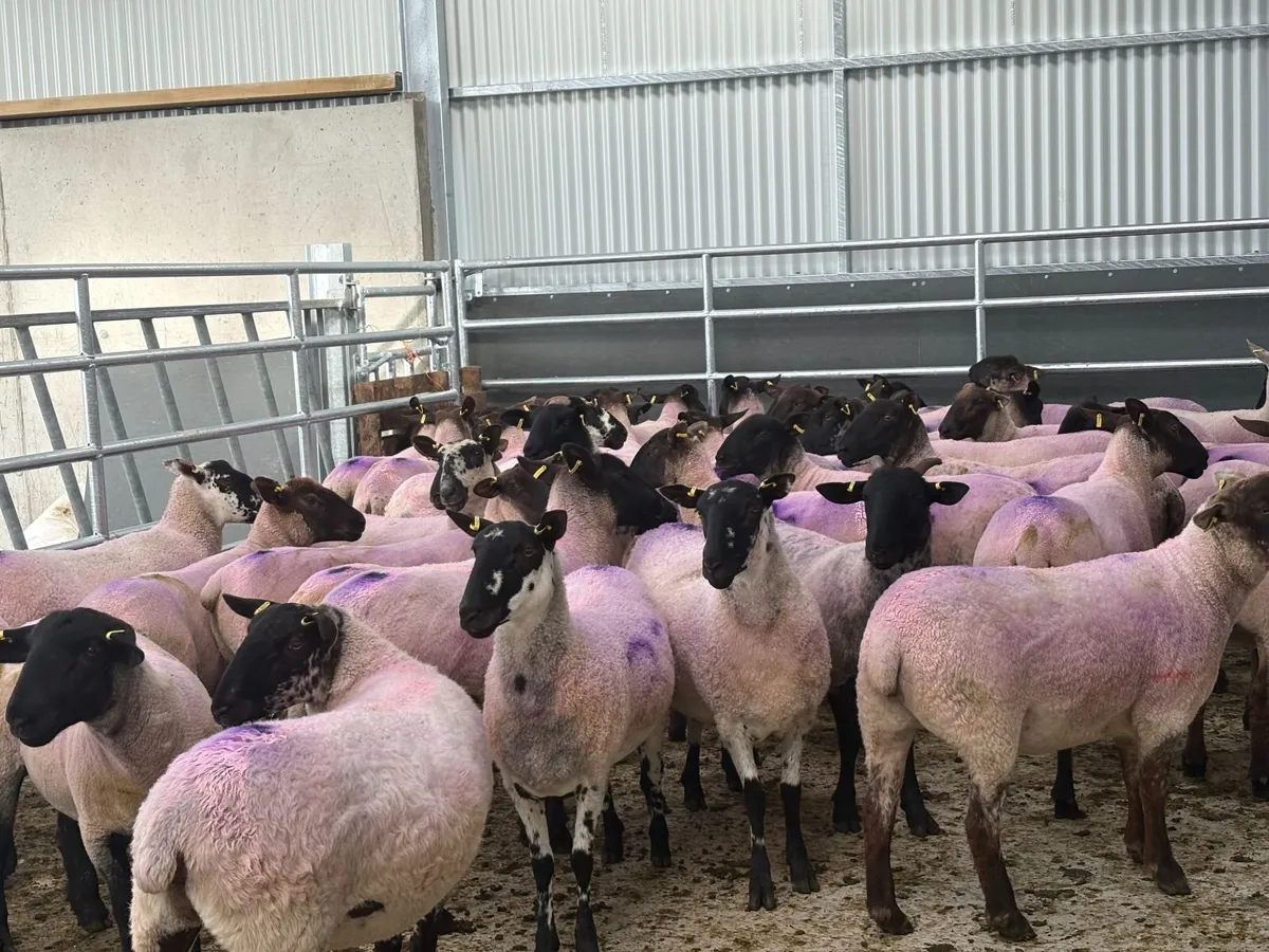 Suffolk X Hoggets  (organic) - Image 2