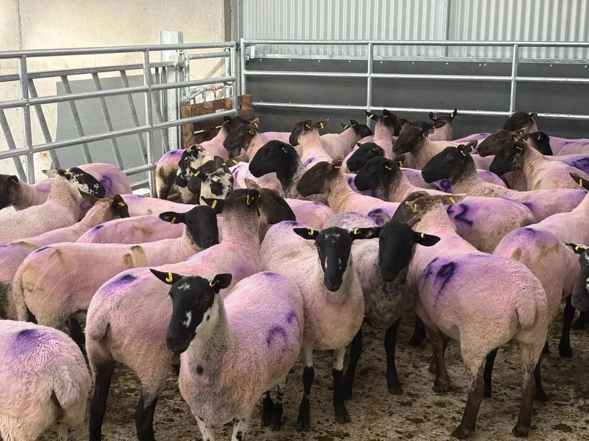 Suffolk X Hoggets  (organic) - Image 3