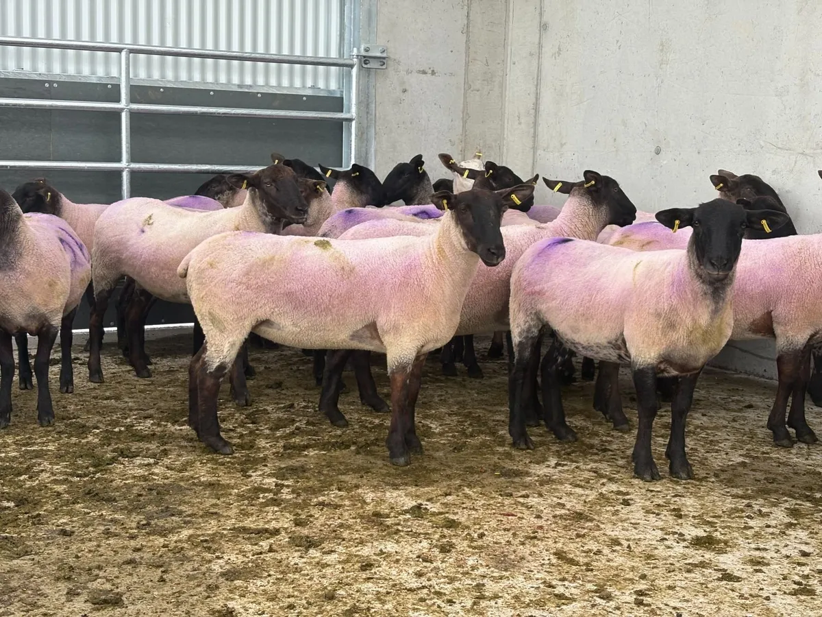 Suffolk X Hoggets  (organic) - Image 4