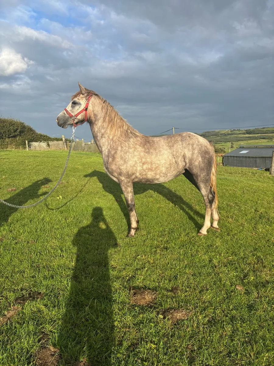 Connemara filly - Image 1