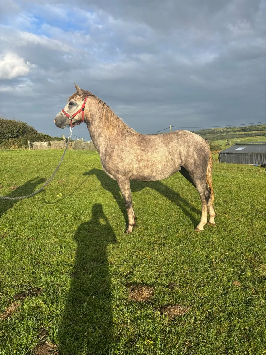 Connemara filly - Image 2
