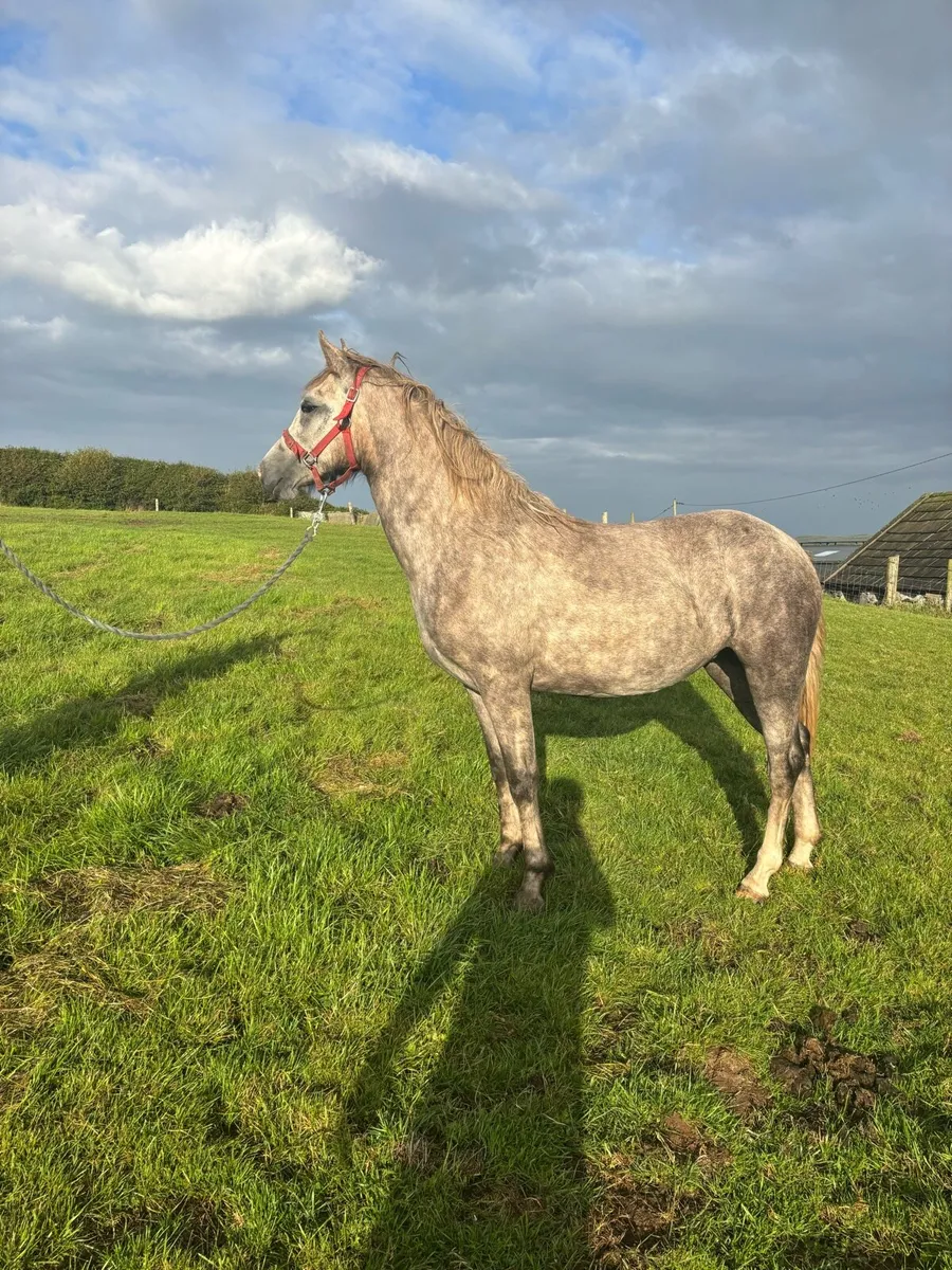 Connemara filly - Image 3