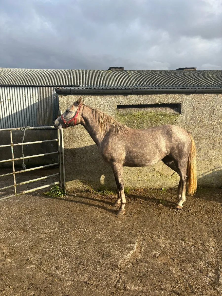 Connemara filly - Image 4
