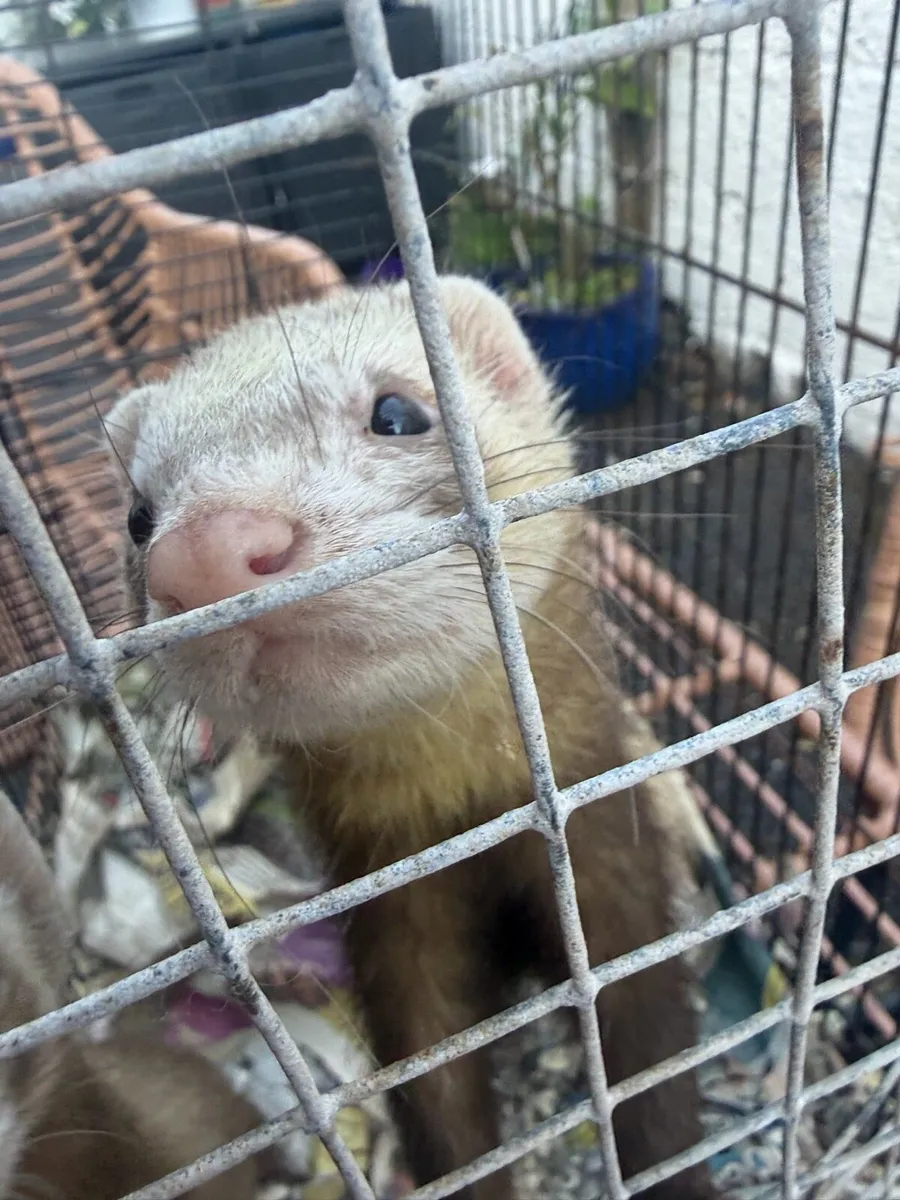 Ferrets - Image 1