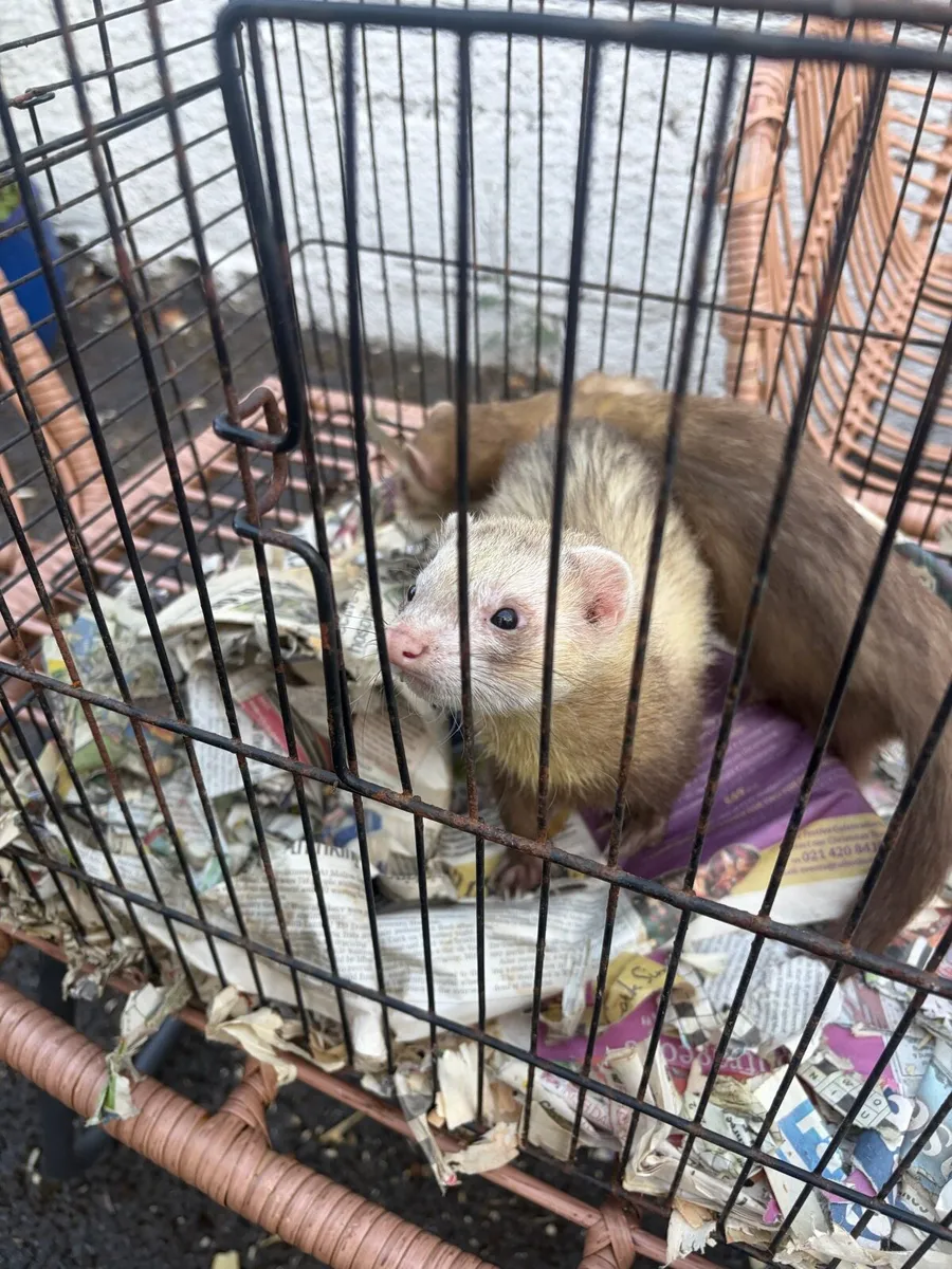 Ferrets - Image 4