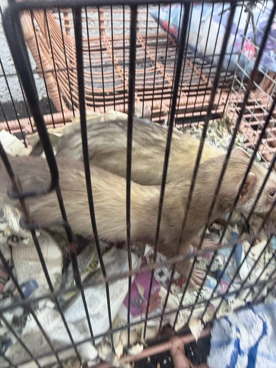 Ferrets - Image 2