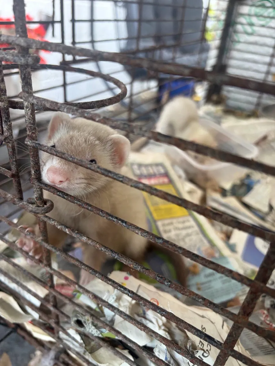 Ferrets - Image 3