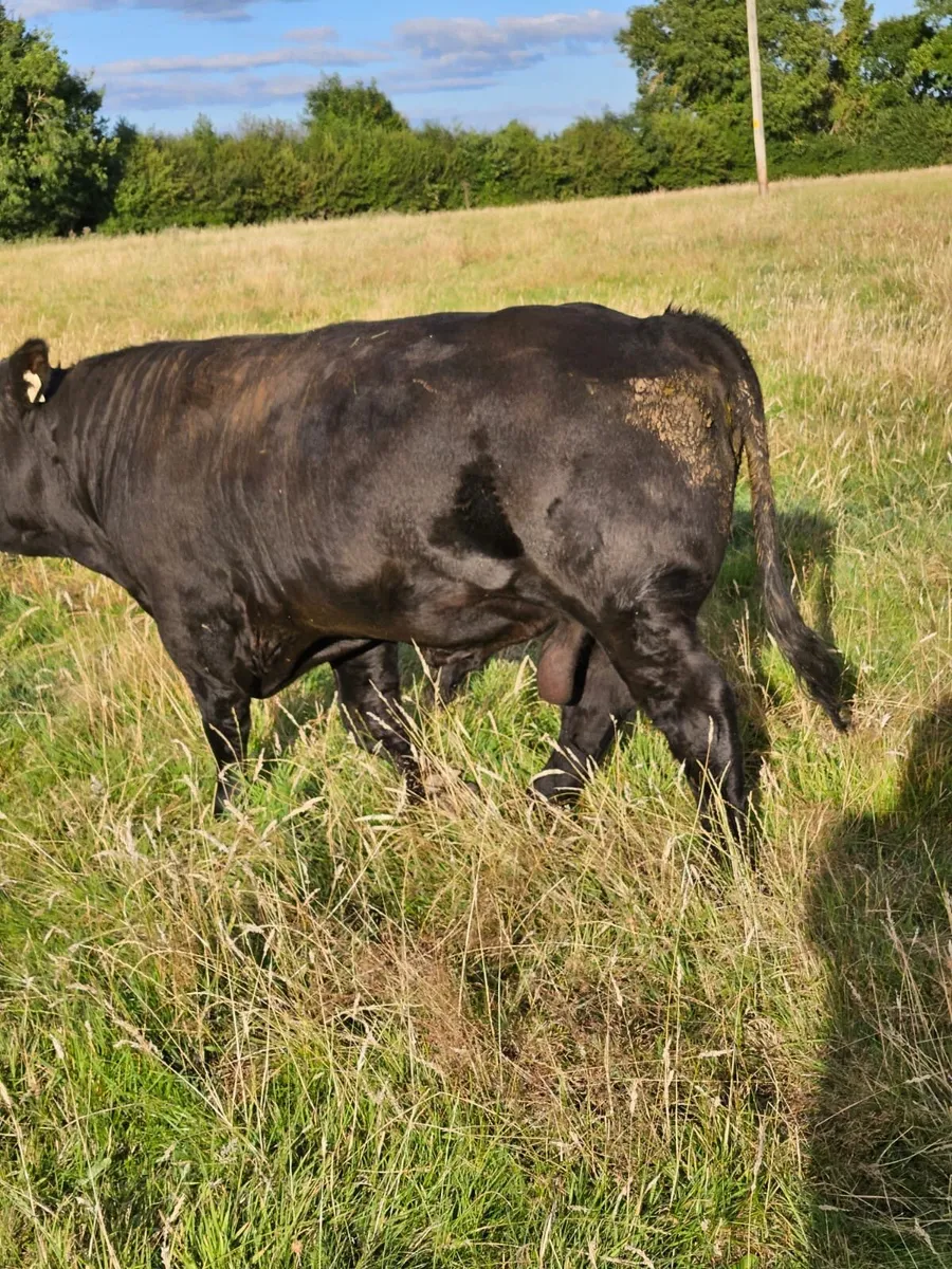 Angus bull - Image 1