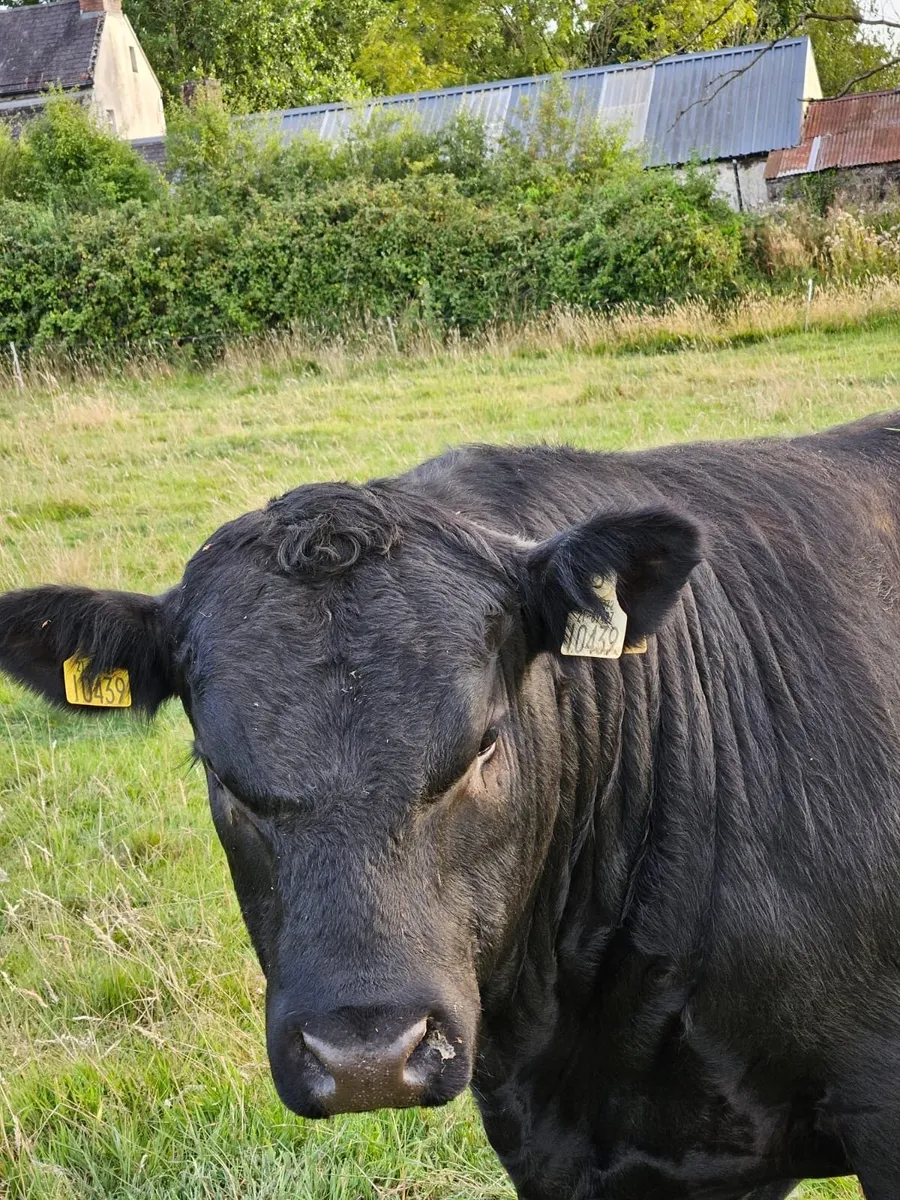 Angus bull - Image 4