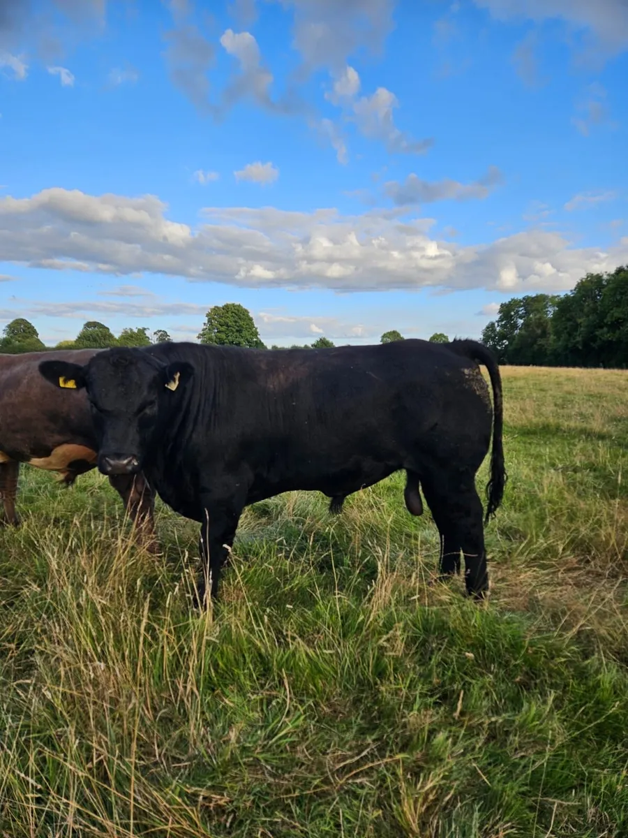 Angus bull - Image 2