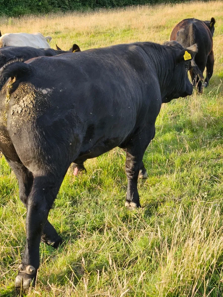 Angus bull - Image 3