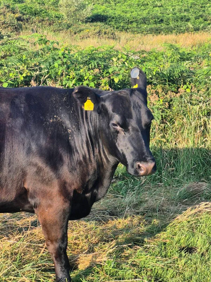 Incalf heifers - Image 3
