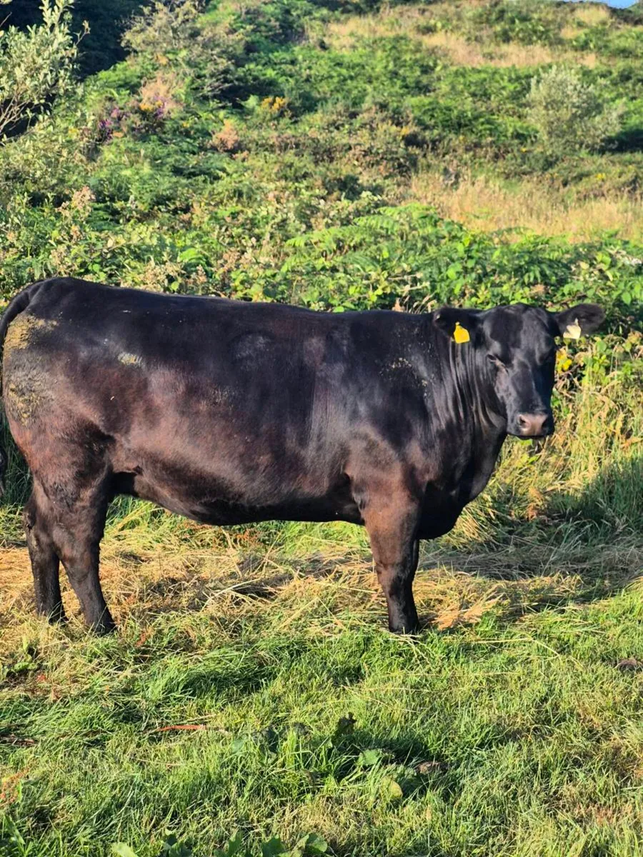 Incalf heifers - Image 4