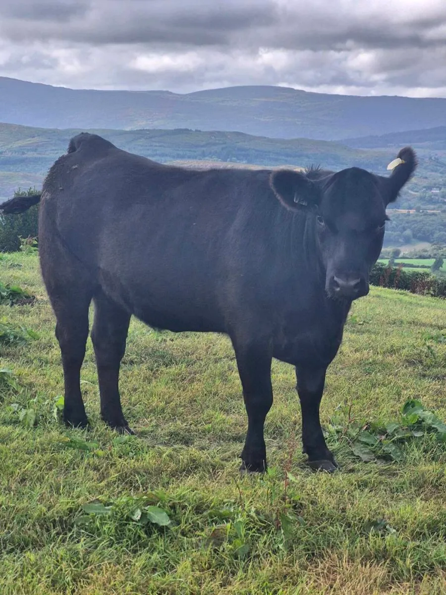 Incalf heifers - Image 1