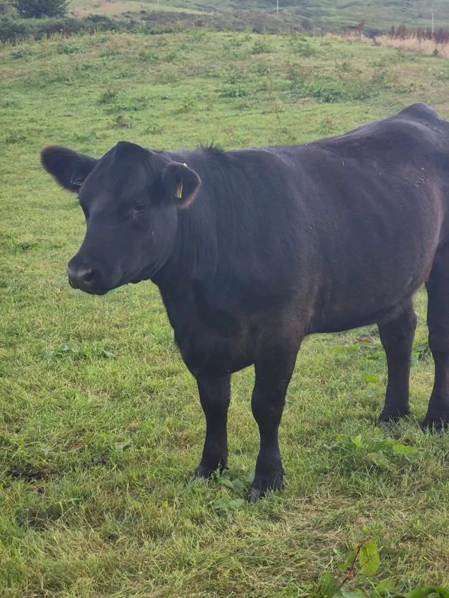 Incalf heifers - Image 2