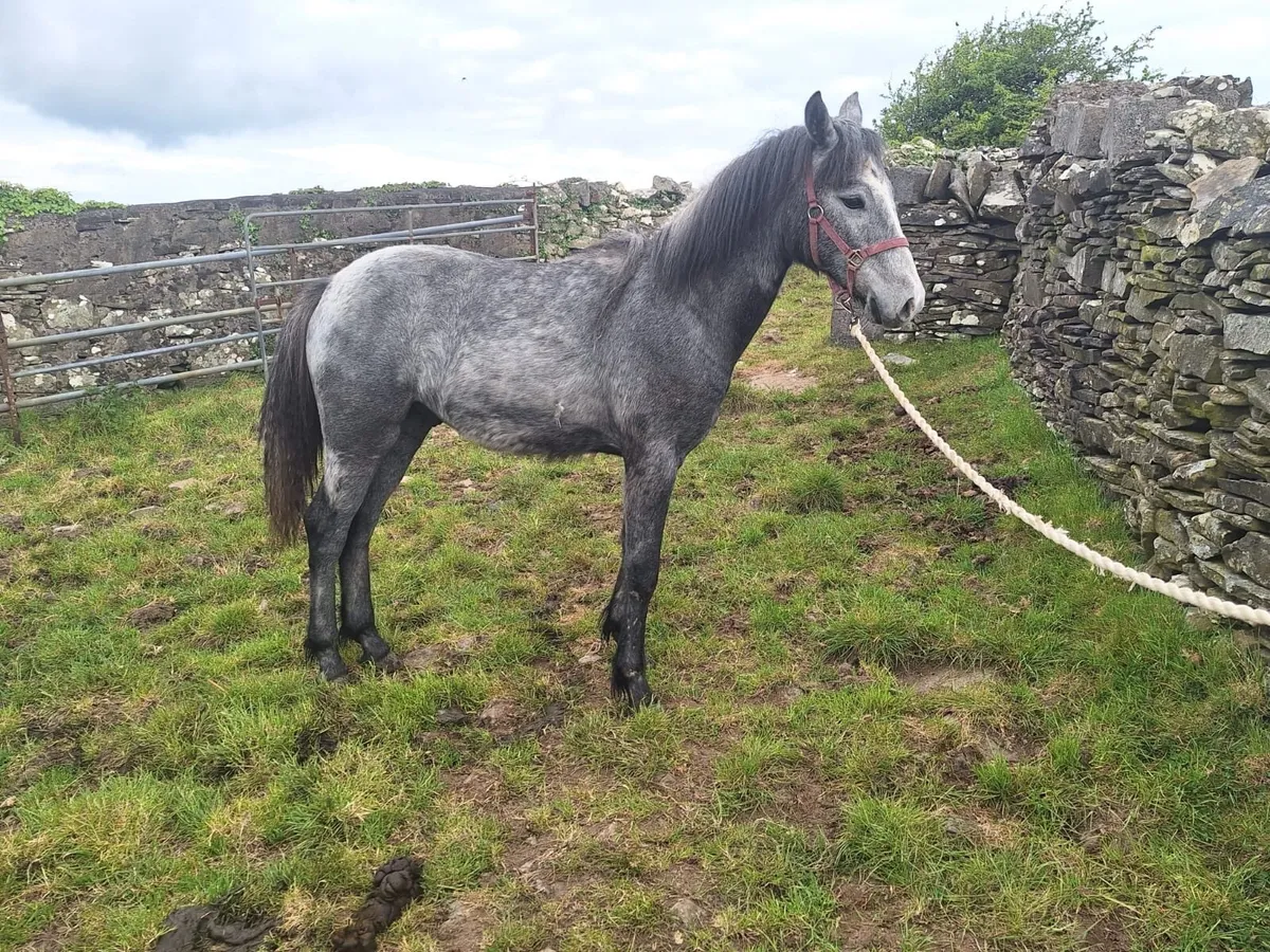 Connemara Colt - Image 1