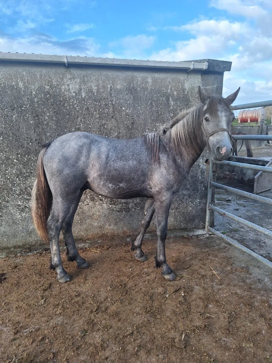 Connemara Colt - Image 2