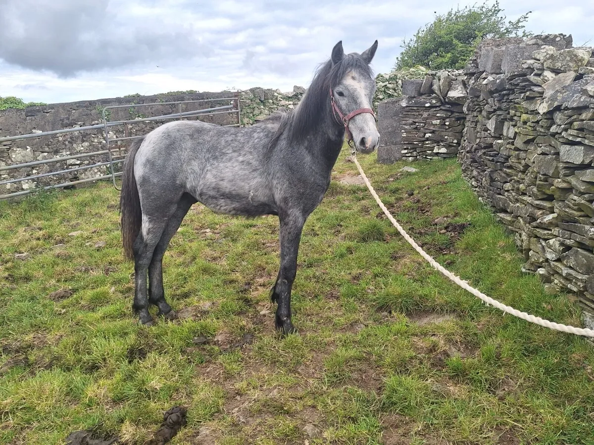 Connemara Colt - Image 3