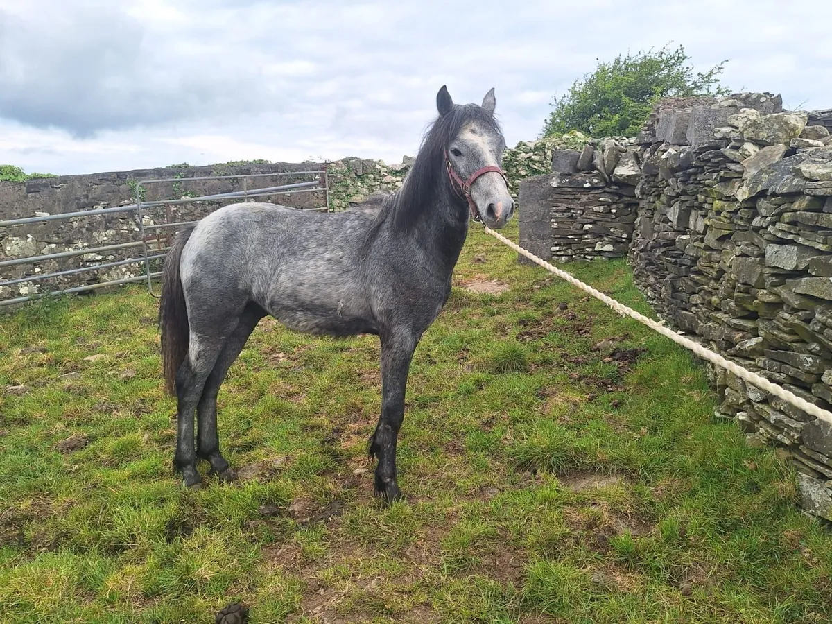 Connemara Colt - Image 4