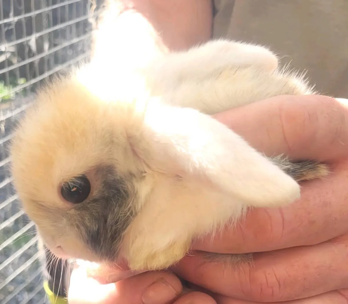 Mini Lop Rabbit - Image 2
