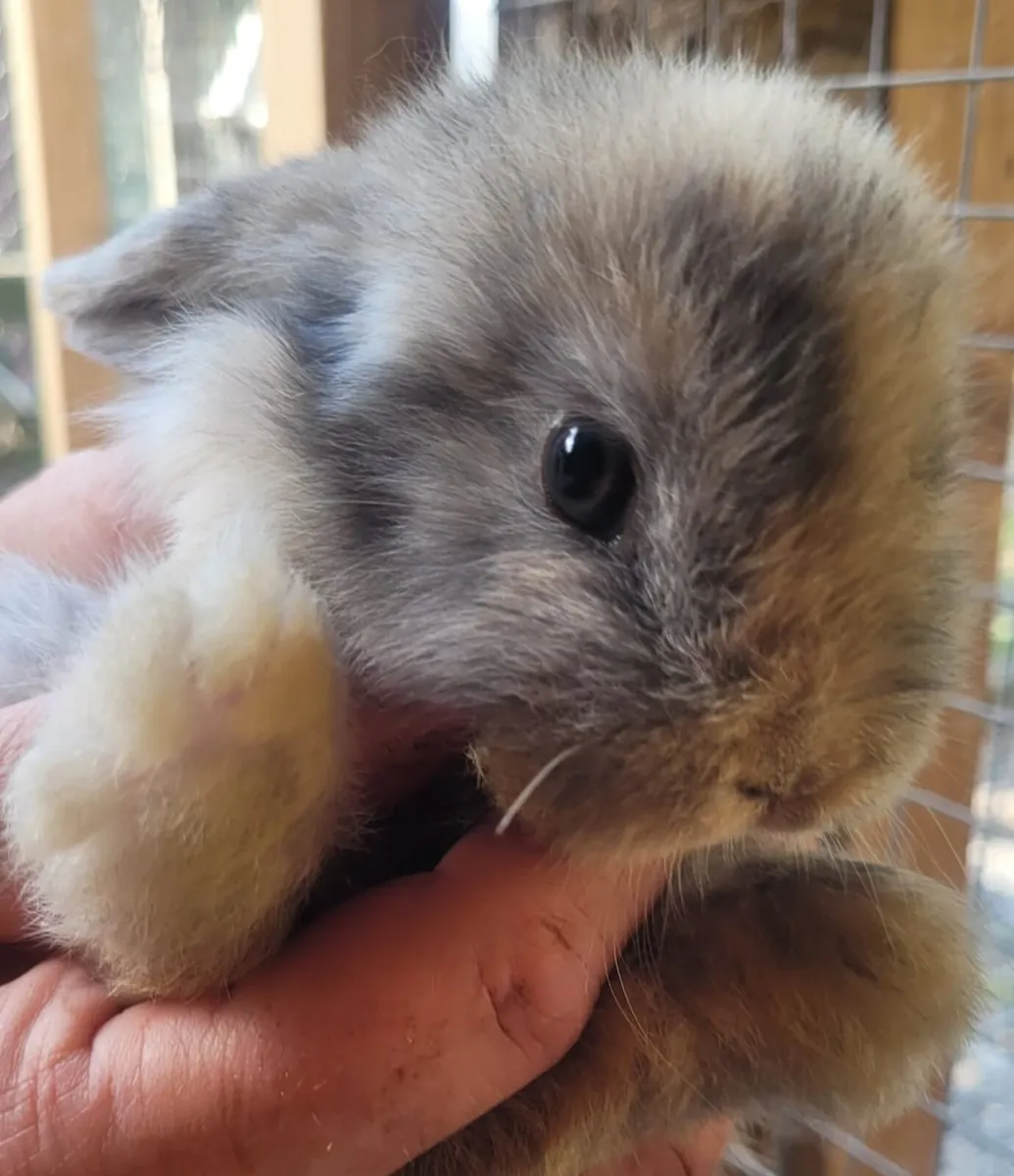 Mini Lop Rabbit - Image 1