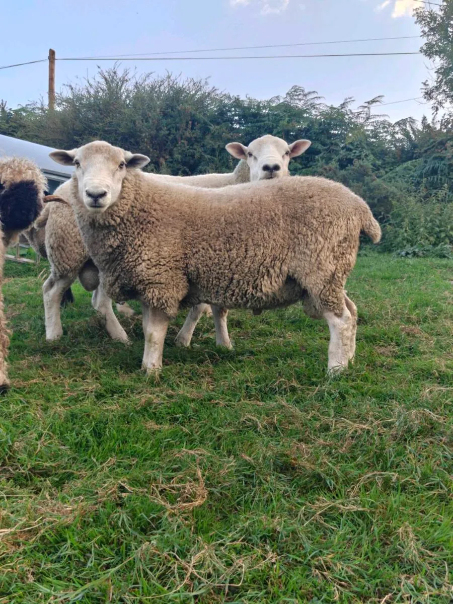 PB Romney Hogget Rams - Image 1