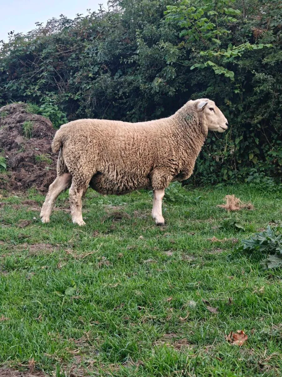 PB Romney Hogget Rams - Image 2