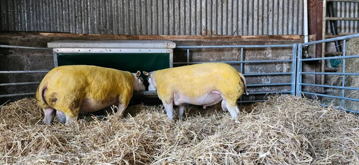 Beltex Shearling Rams - Image 1