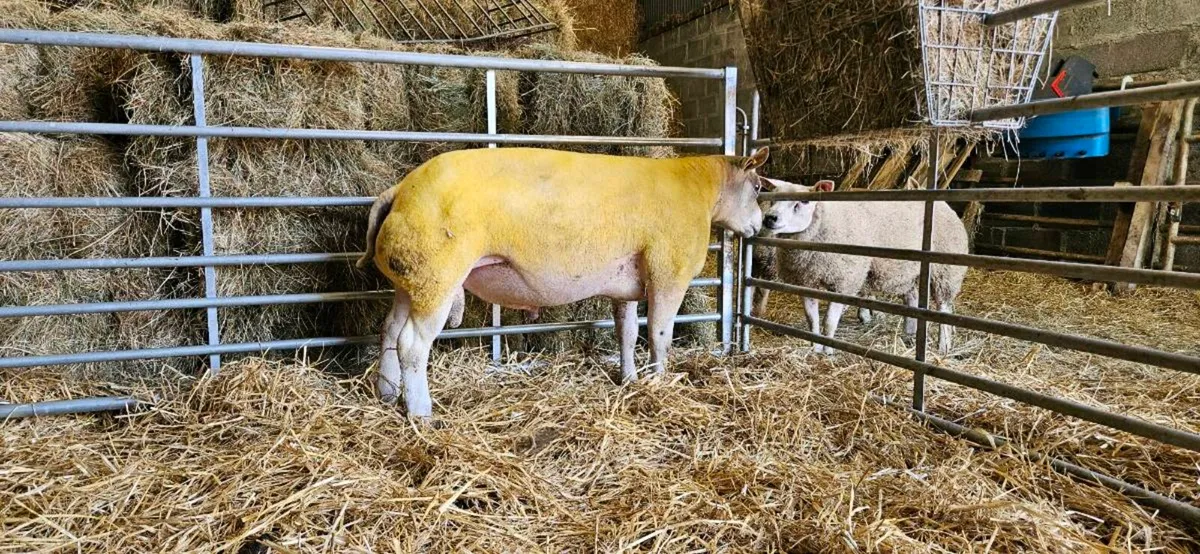 Beltex Shearling Rams - Image 2