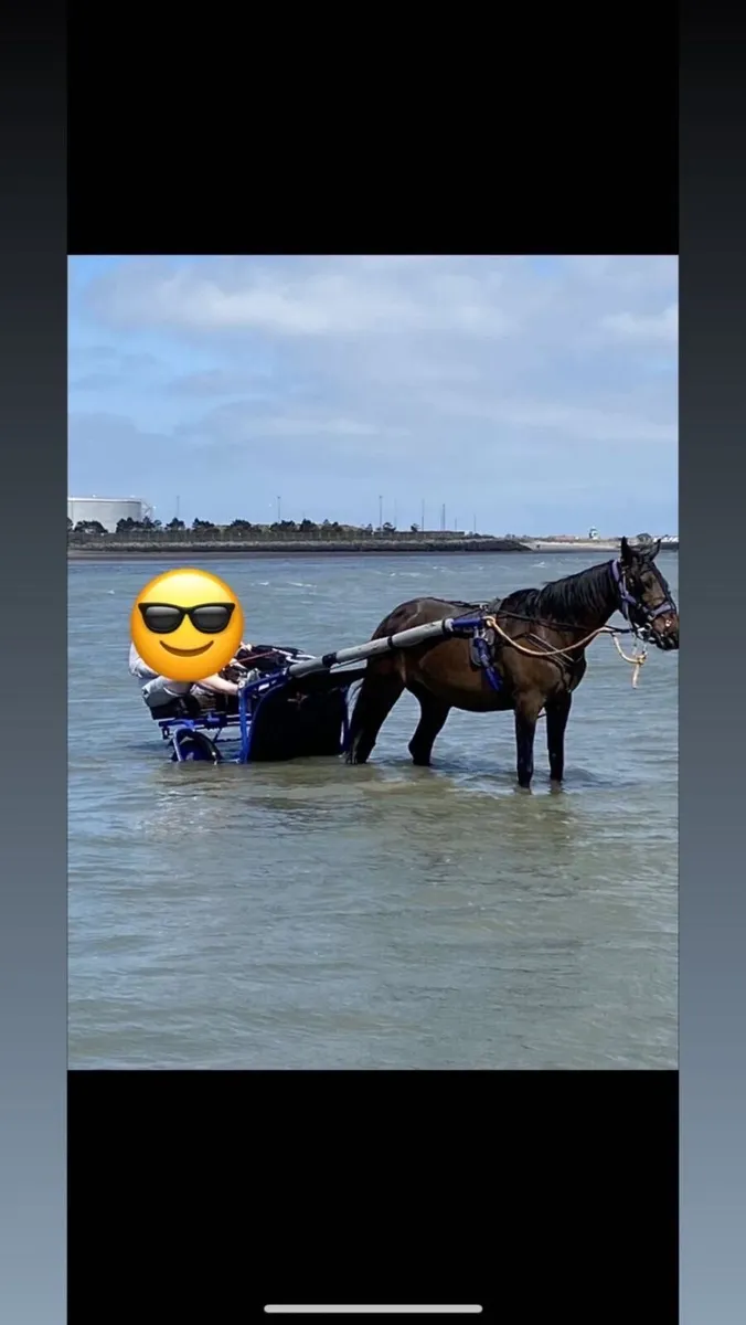 Mare - Image 2