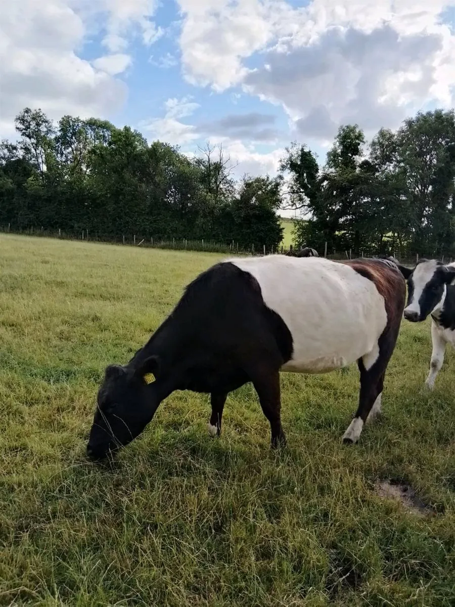 Heifers in calf - Image 2