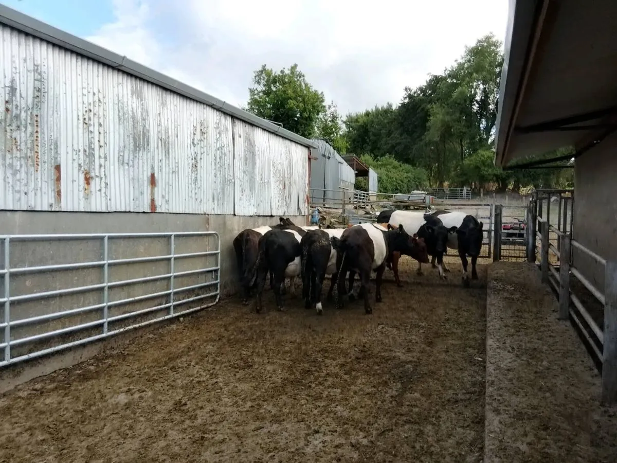 Heifers in calf - Image 3