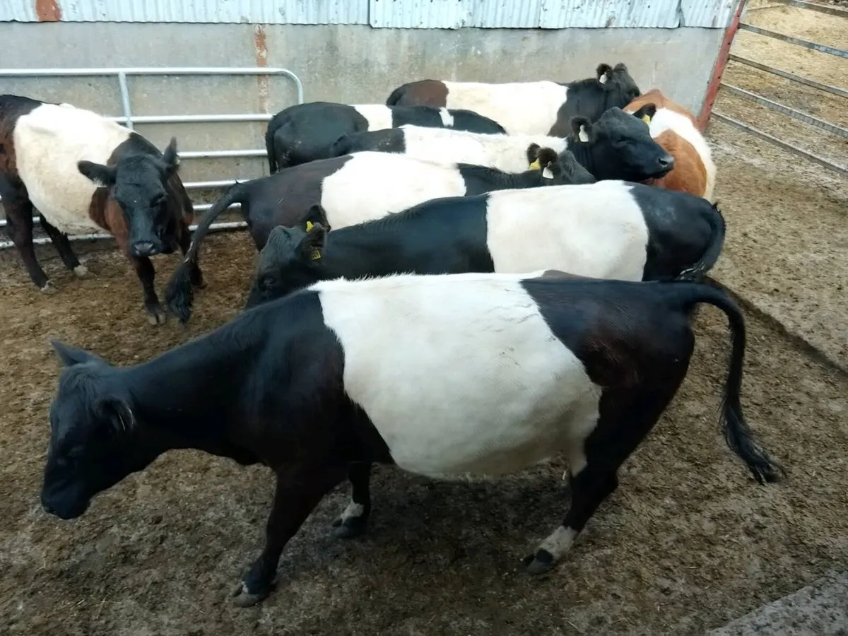 Heifers in calf - Image 4