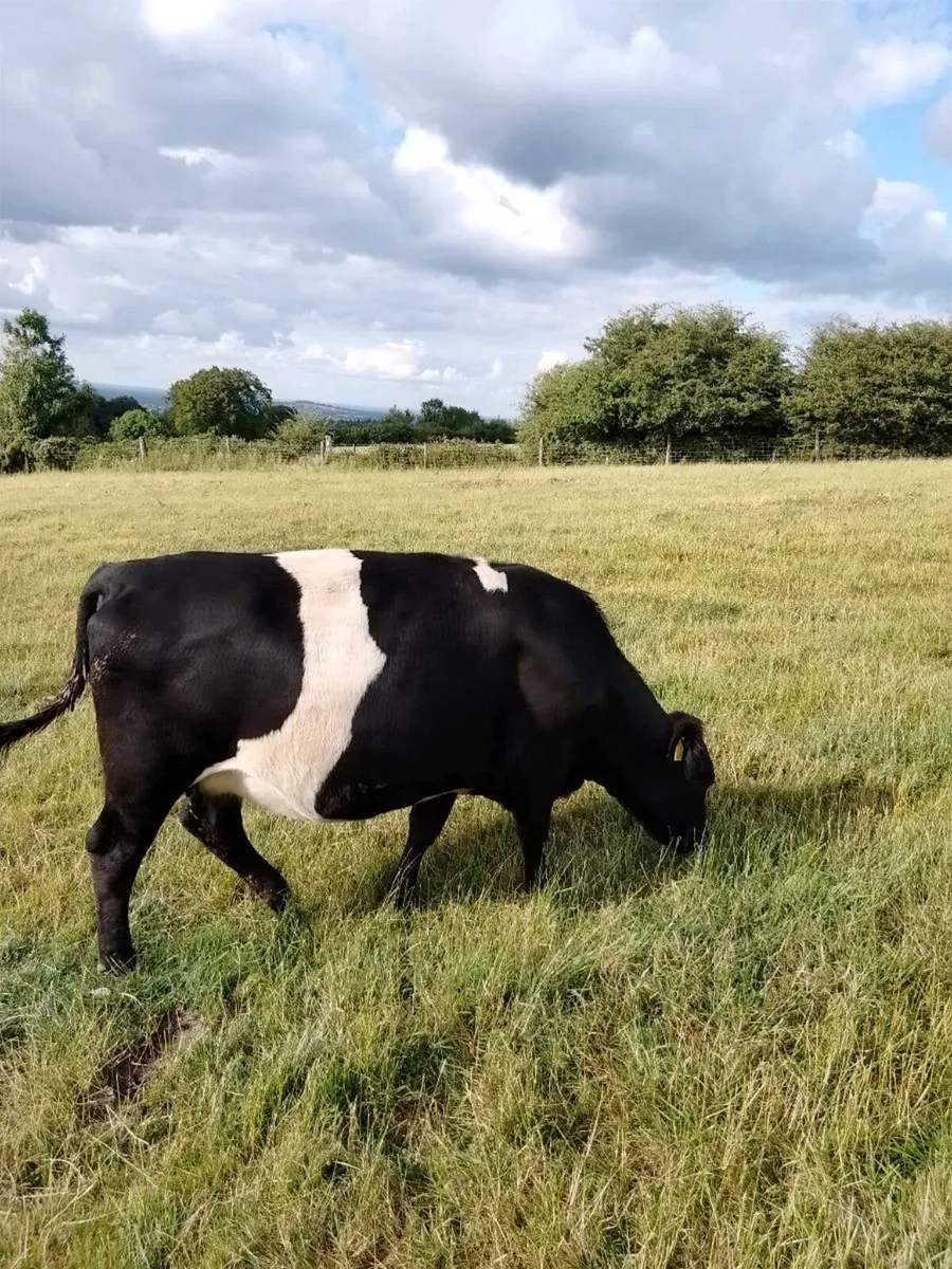 Heifers in calf - Image 1
