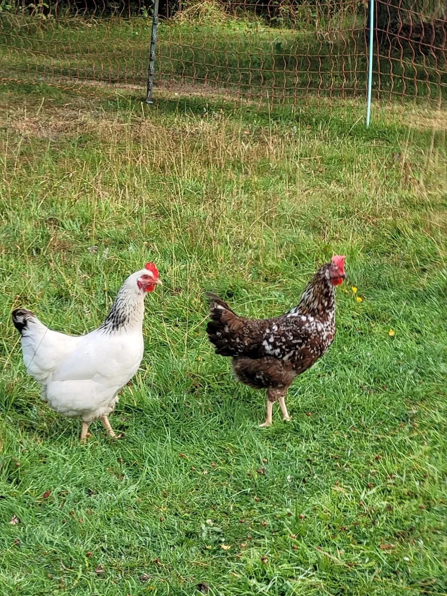 Omlet Chicken Coop - Image 4