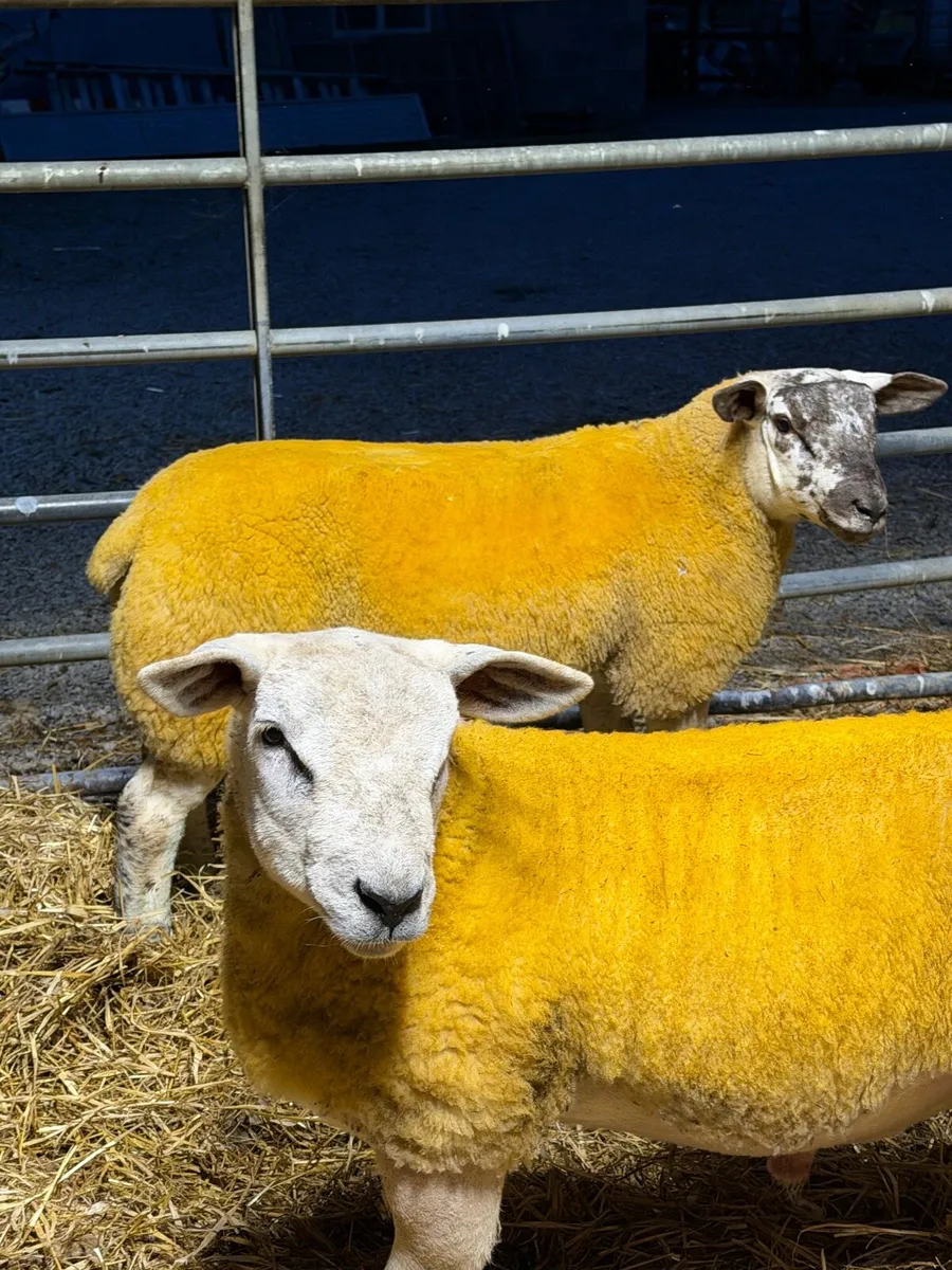 Suftex Ram Lambs - Image 1