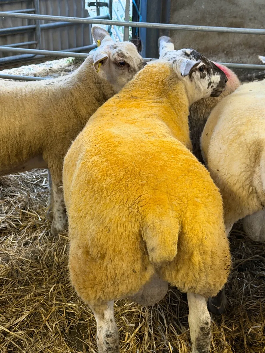 Suftex Ram Lambs - Image 2