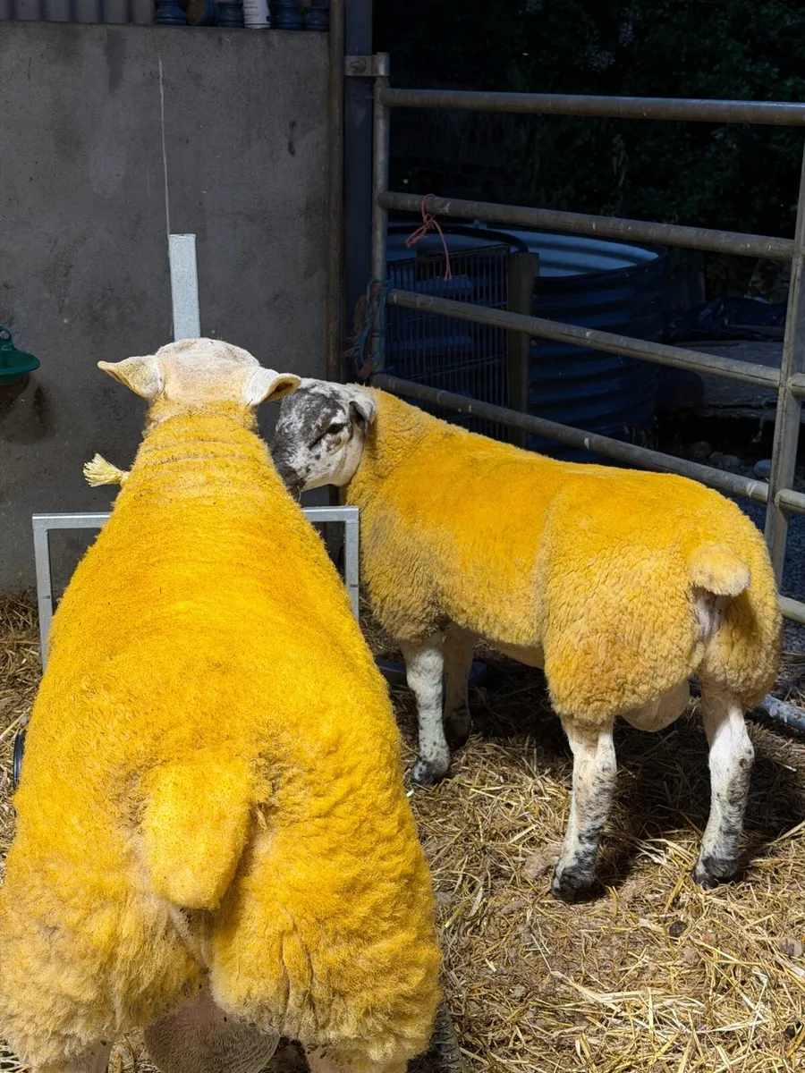 Suftex Ram Lambs - Image 3